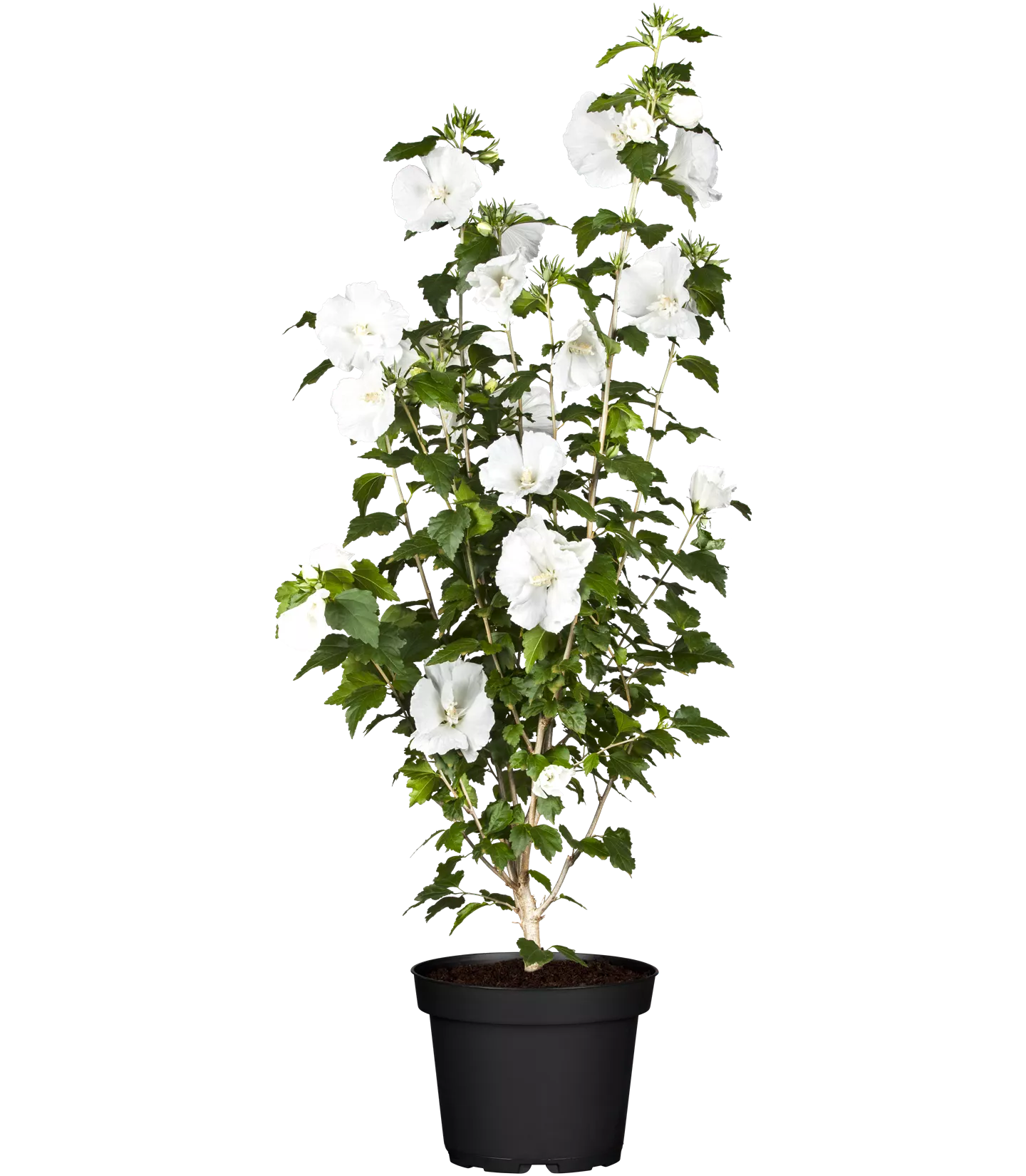 Hibiscus syriacus 'Totus Albus' Hibiscus syriacus 'Totus Albus'