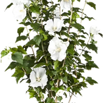 Container 50 - 60 - Hibiscus, Eibisch - Hibiscus syriacus 'Totus Albus'