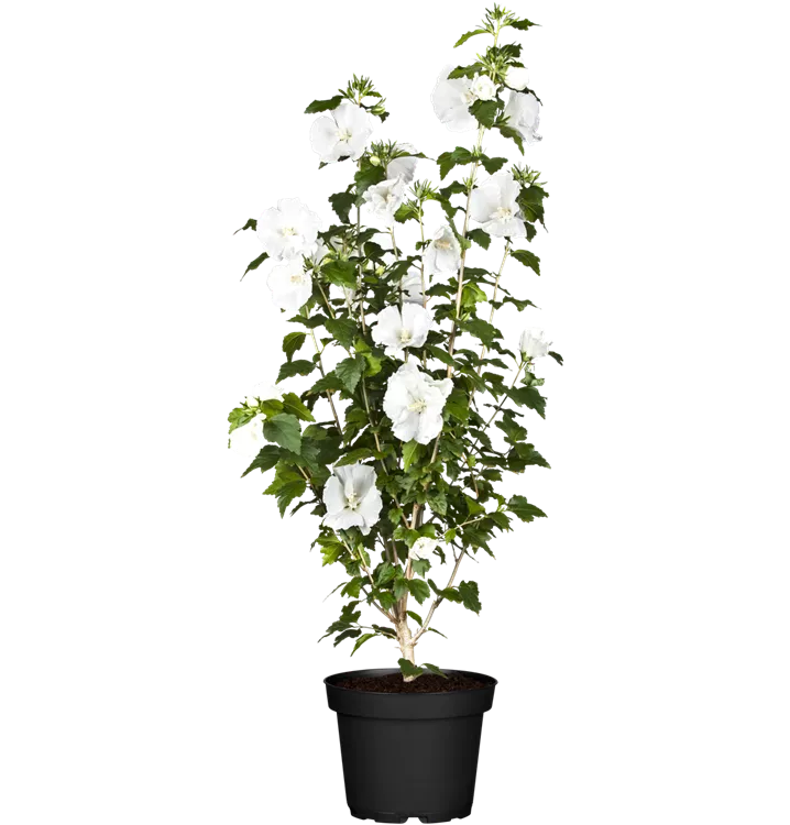 Hibiscus, Eibisch - Hibiscus syriacus 'Totus Albus'
