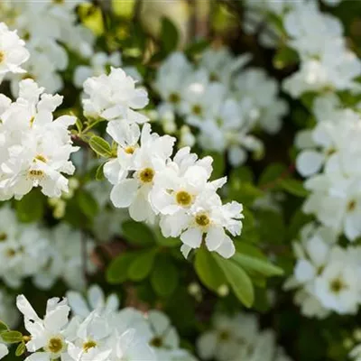 Container 60 - 70 - Prunkspiere - Exochorda 'The Bride'