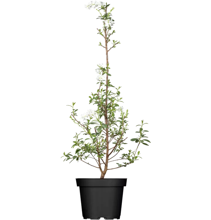Prunkspiere - Exochorda racemosa
