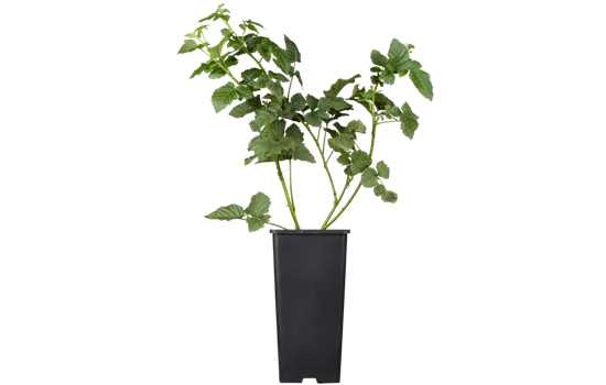 Rubus 'Tayberry'