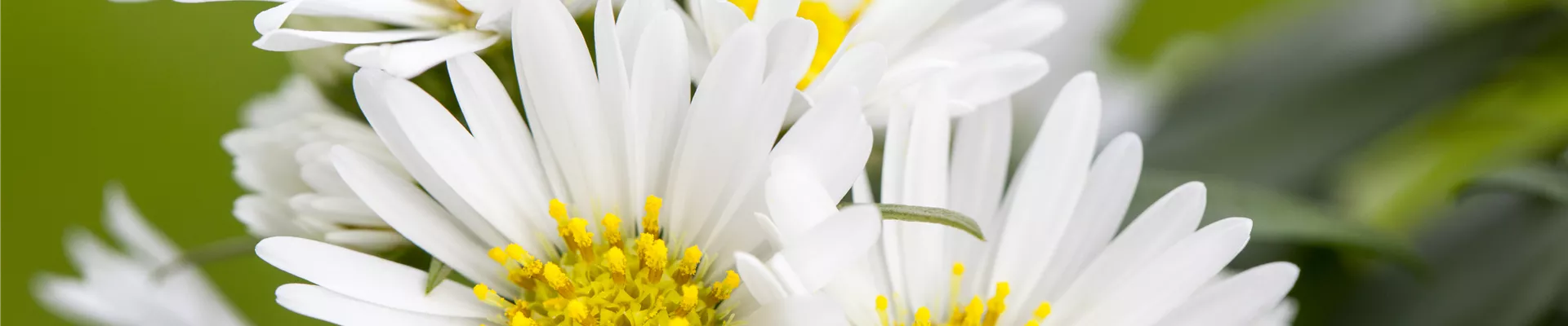 Bodendecker online kaufen | Bauer Baumschulen AG Bodendecker online kaufen | Bauer Baumschulen AG