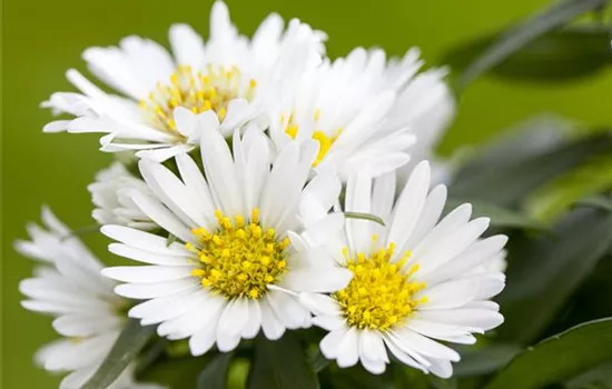 Aster alpinus 'Albus'