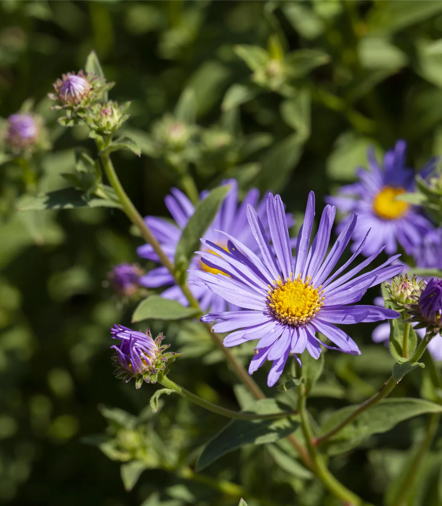 Aster amellus 'Rosa Erfüllung'