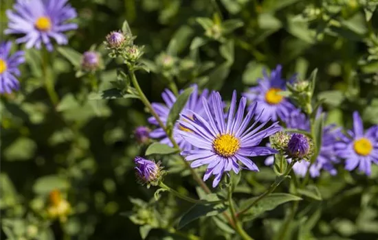 Aster amellus 'Rosa Erfüllung'