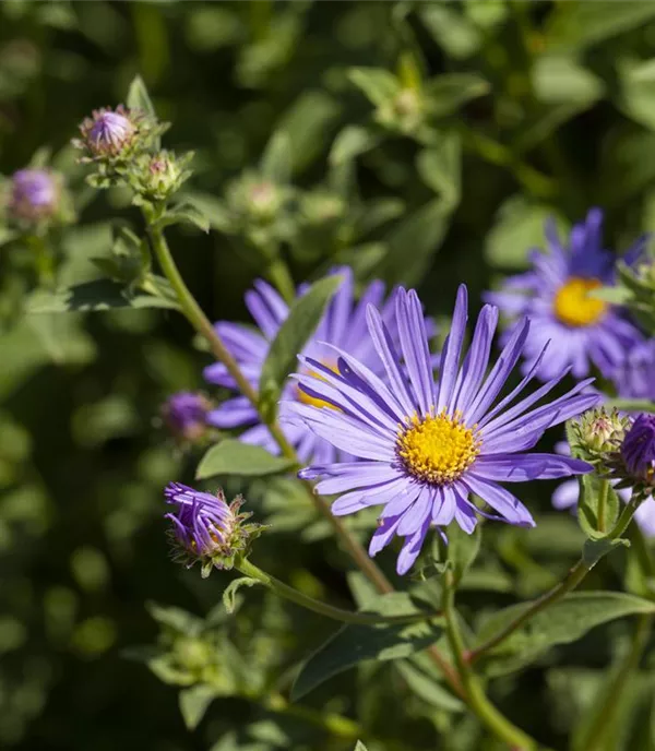 Aster amellus 'Rosa Erfüllung'
