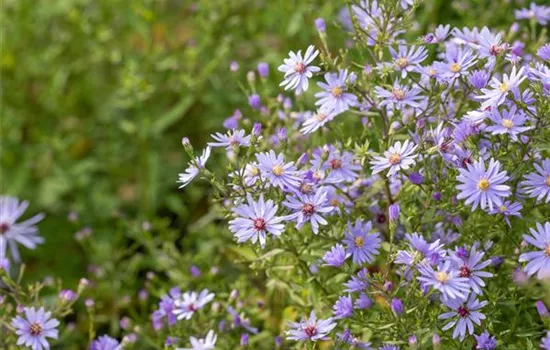 Aster cordifolia 'Blue Heaven'