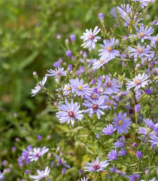 Aster cordifolia 'Blue Heaven'
