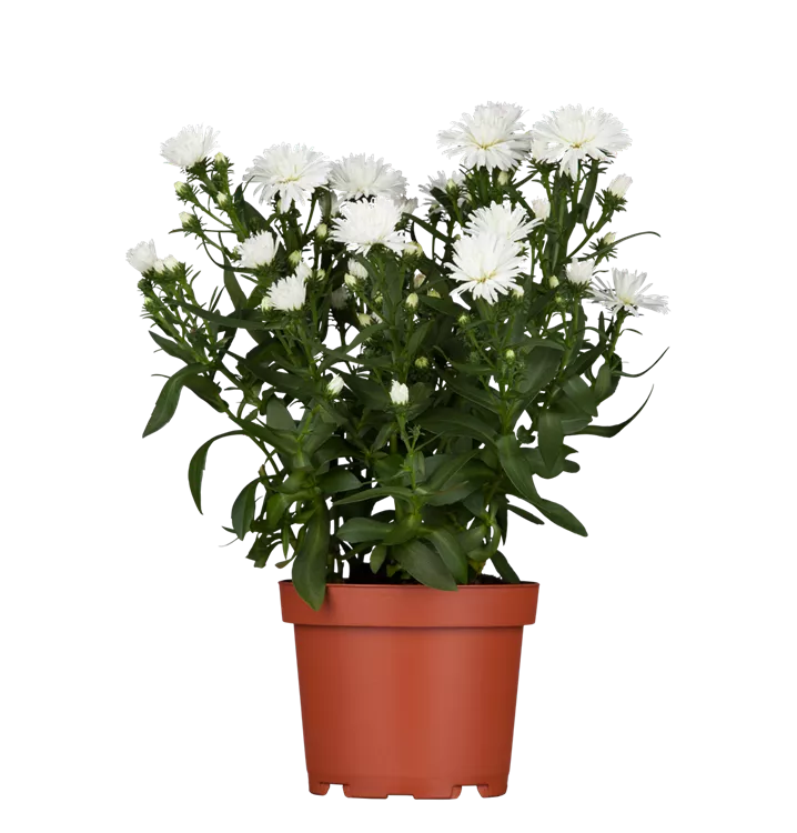 Garten-Kissen-Aster 'Kristina' - Aster dumosus 'Kristina'