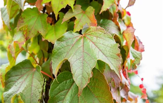 Parthenocissus tric. 'Veitchi'