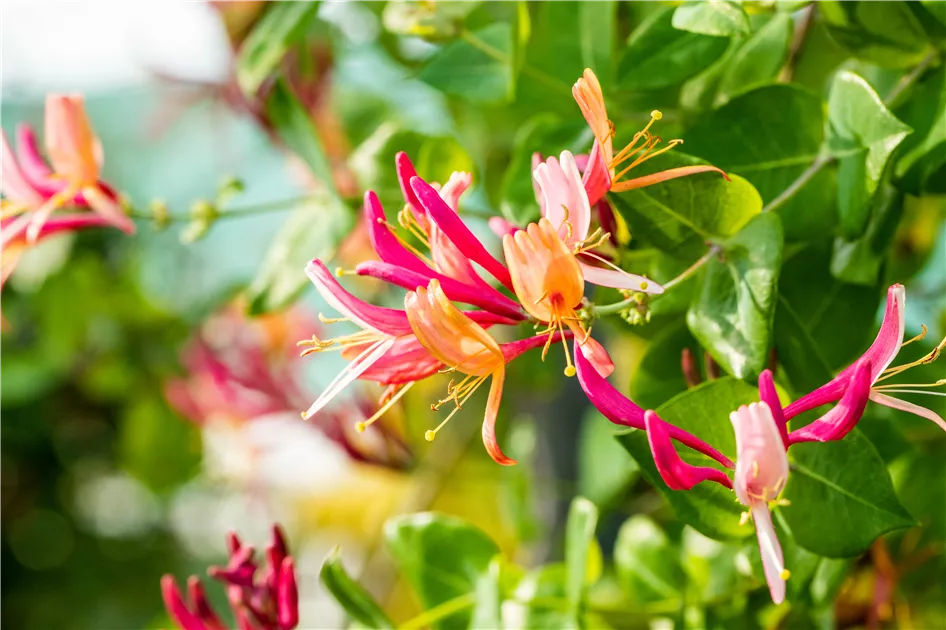 Lonicera heckrottii (x) 'Goldflame', Geissblatt, Heckenkirsche