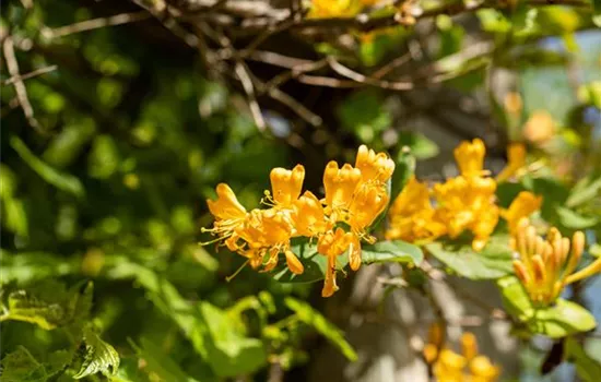Lonicera tellmanniana (x)