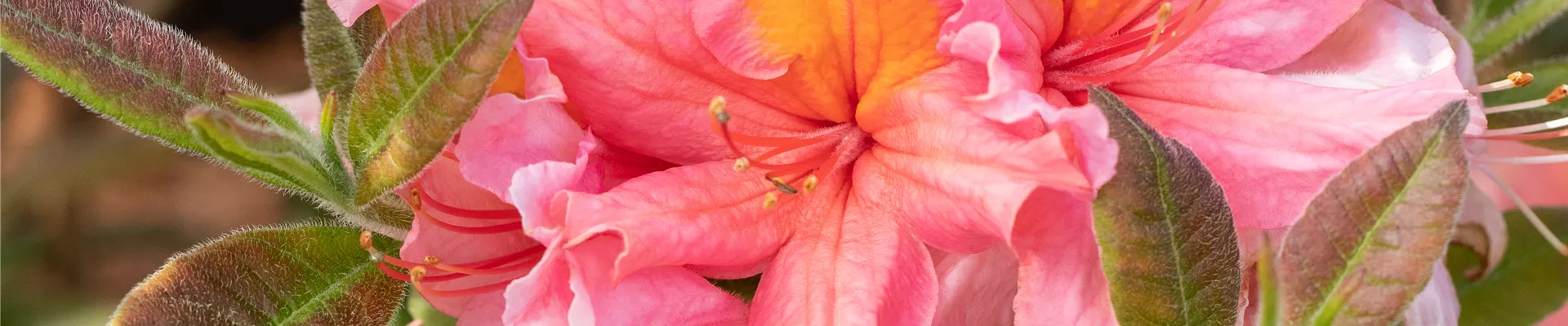 Bodendecker online kaufen | Bauer Baumschulen AG Bodendecker online kaufen | Bauer Baumschulen AG