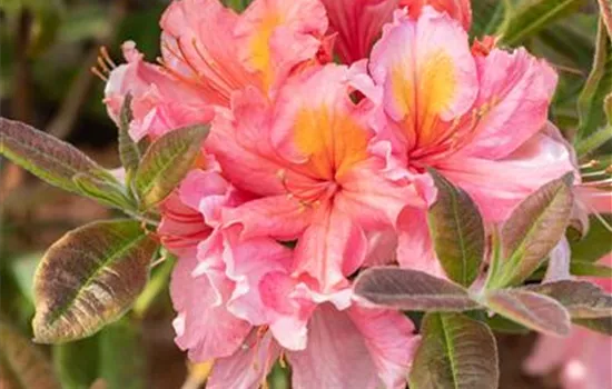 Rhododendron (Ghent Azalee) 'Coccinea Speciosa'