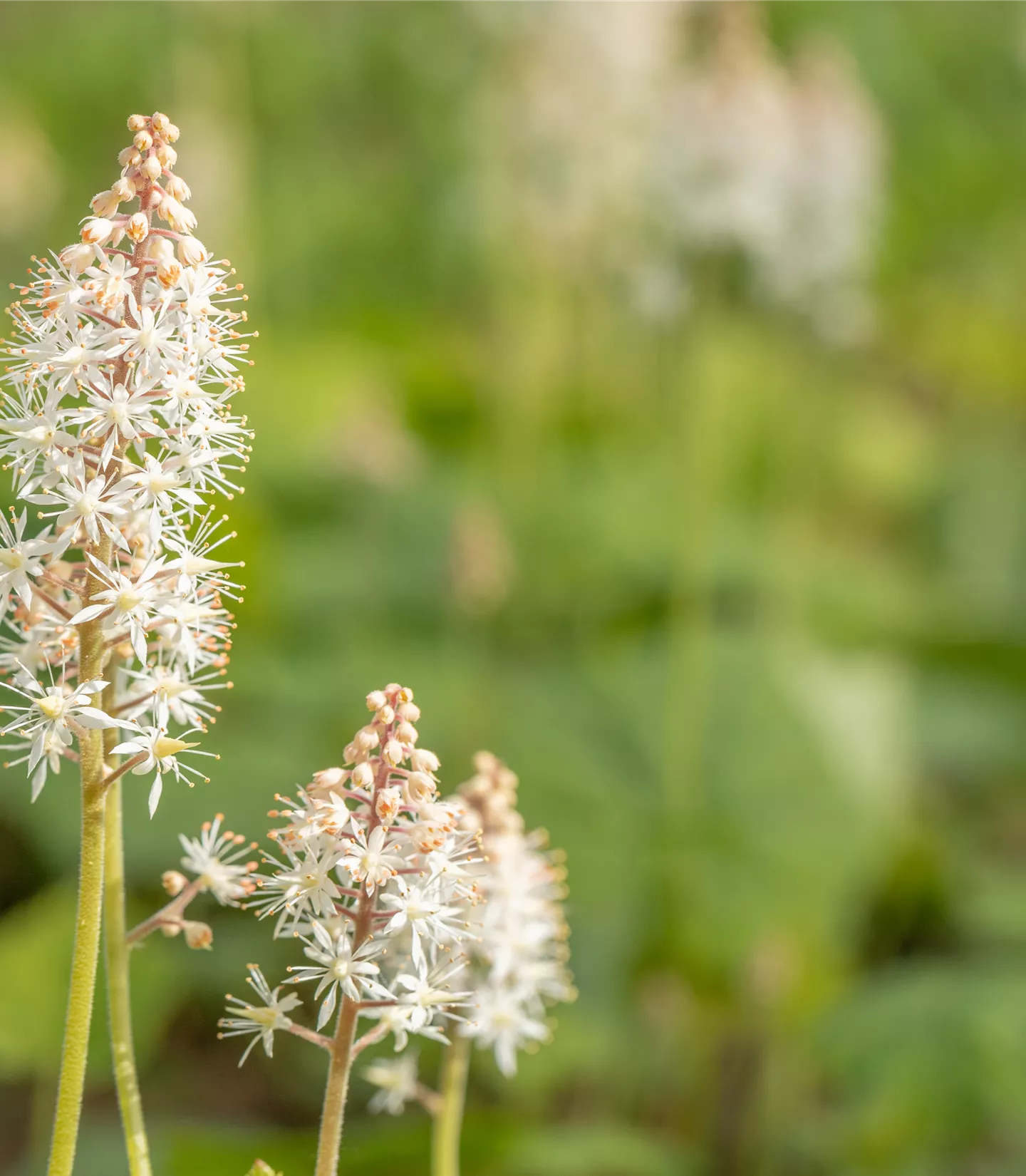 Tiarella cordifolia