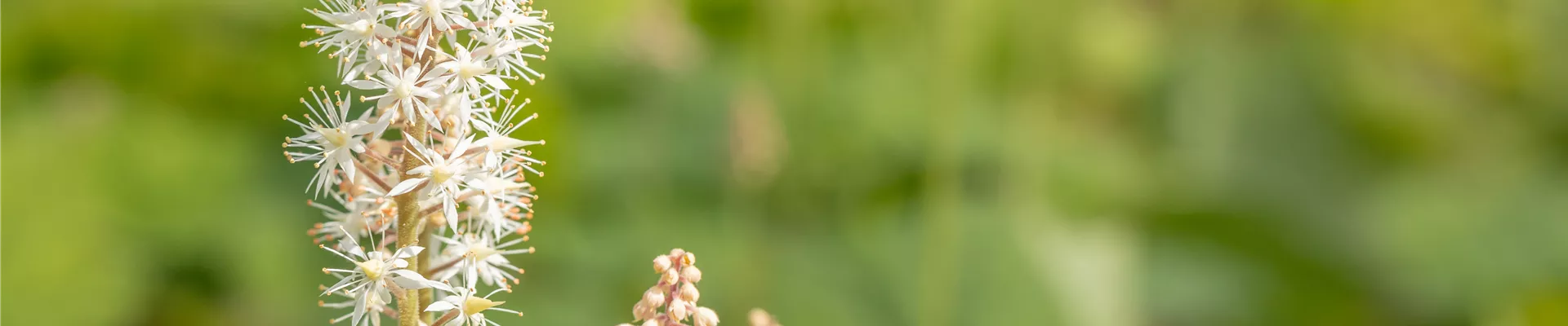 Bodendecker online kaufen | Bauer Baumschulen AG Bodendecker online kaufen | Bauer Baumschulen AG