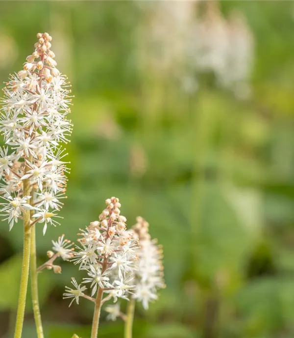 Tiarella cordifolia