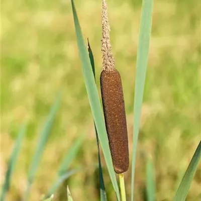 Topfgrösse 0.5 Liter - Schmalblättriger Rohrkolben - Typha angustifolia
