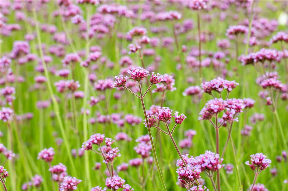 Verbena bonariensis, Eisenkraut, Verbene