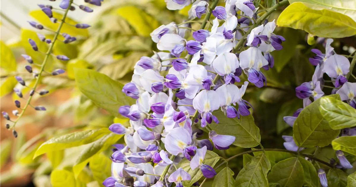 Wisteria floribunda 'Macrobotrys', Japanische Glyzine, Blauregen