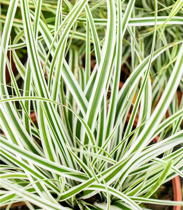 Carex oshimensis 'Everest'