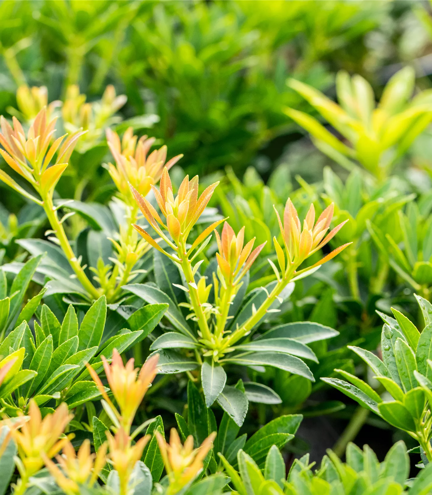 Pieris japonica 'Debutante'