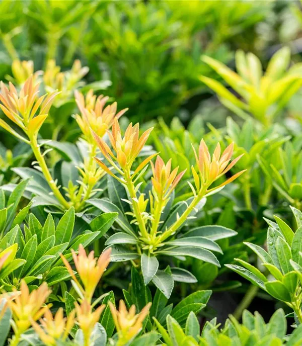 Pieris japonica 'Debutante'