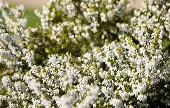 Erica carnea 'Snow Queen'