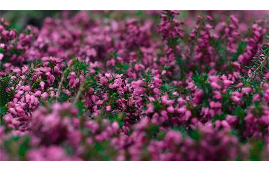 Erica carnea 'Challenger'
