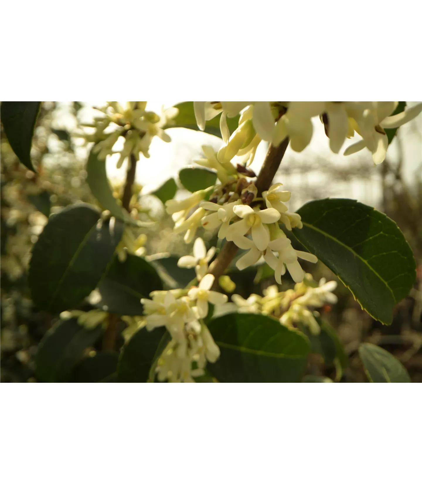 Osmanthus burkwoodii (x) Osmanthus burkwoodii (x)