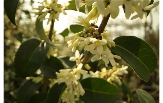 Osmanthus burkwoodii (x)