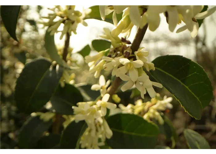 Osmanthus burkwoodii (x) Osmanthus burkwoodii (x)