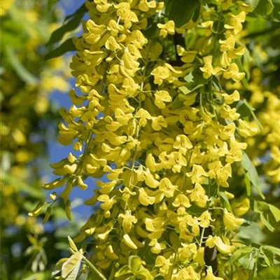 im Container 80 - 100 - Gemeiner Goldregen - Laburnum anagyroides
