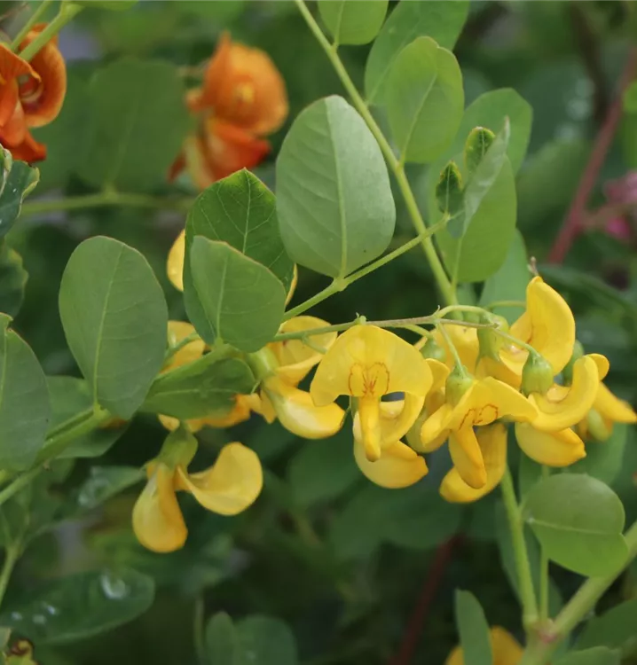 Blasenstrauch - Colutea arborescens