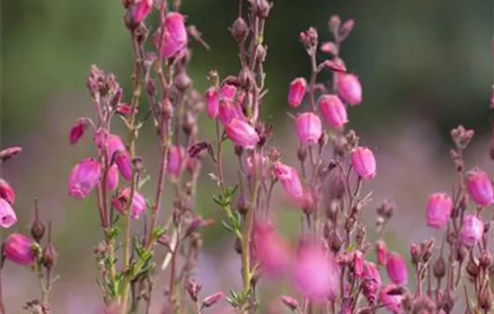 Daboecia cantabrica 'Atropurpurea'