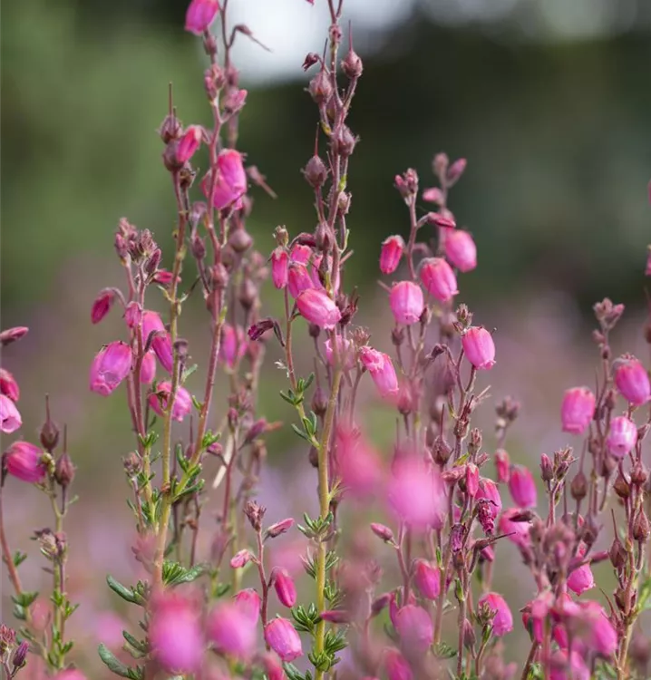 Irische Heide - Daboecia cantabrica 'Atropurpurea'