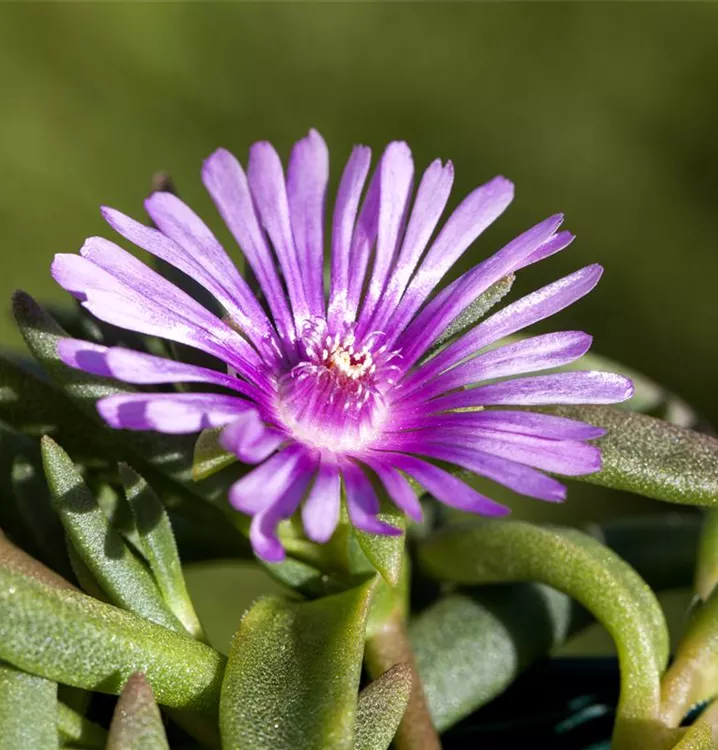 Délosperma rose 'Table Mountain'