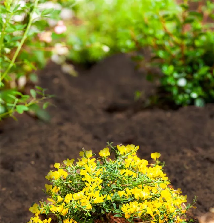 Sandginster - Genista pilosa