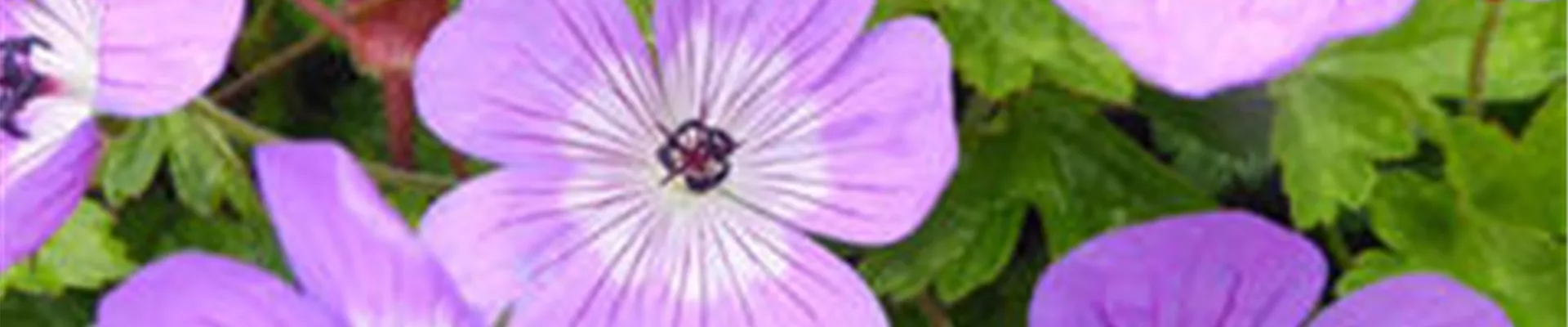 Bodendecker online kaufen | Bauer Baumschulen AG