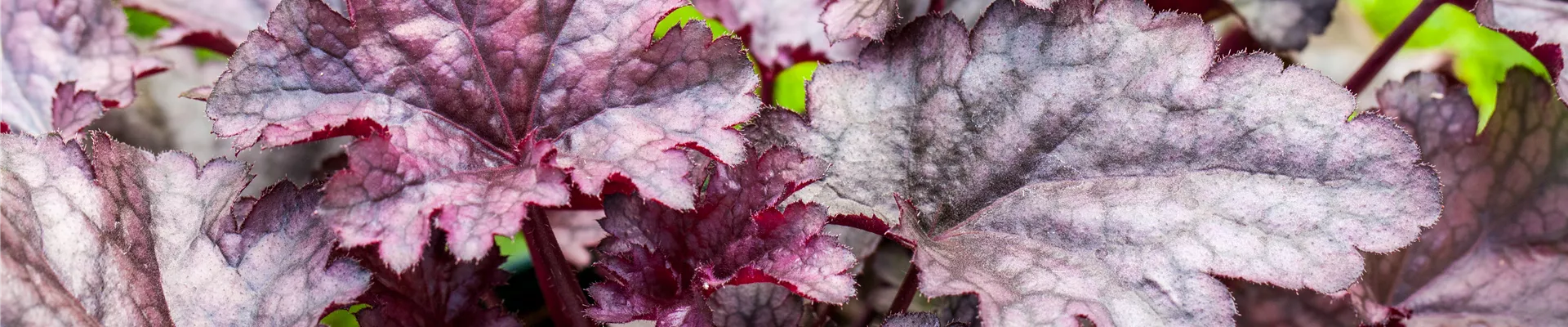 Bodendecker online kaufen | Bauer Baumschulen AG Bodendecker online kaufen | Bauer Baumschulen AG