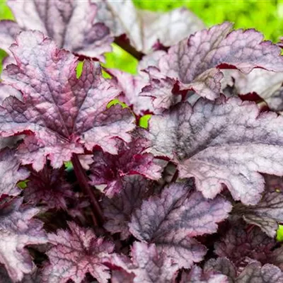 Topfgrösse 1 Liter - Heuchera 'Amethyst Mist'
