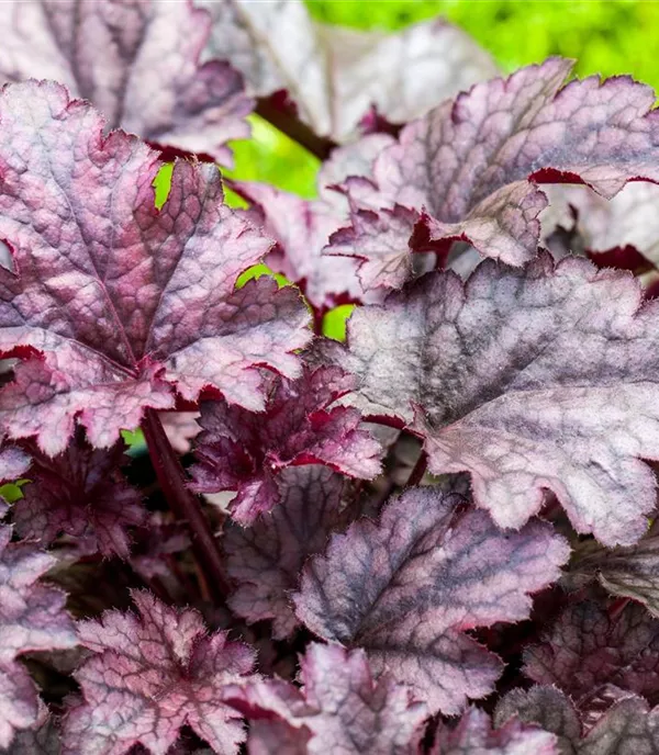 Heuchera 'Amethyst Mist'