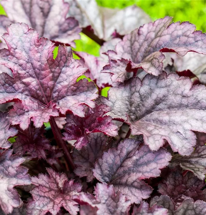 Heuchera 'Amethyst Mist'