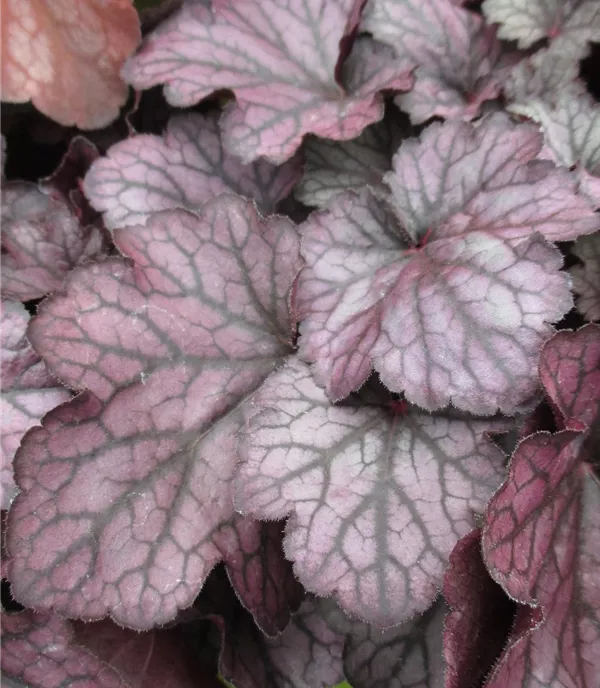 Heuchera 'Seasons King'