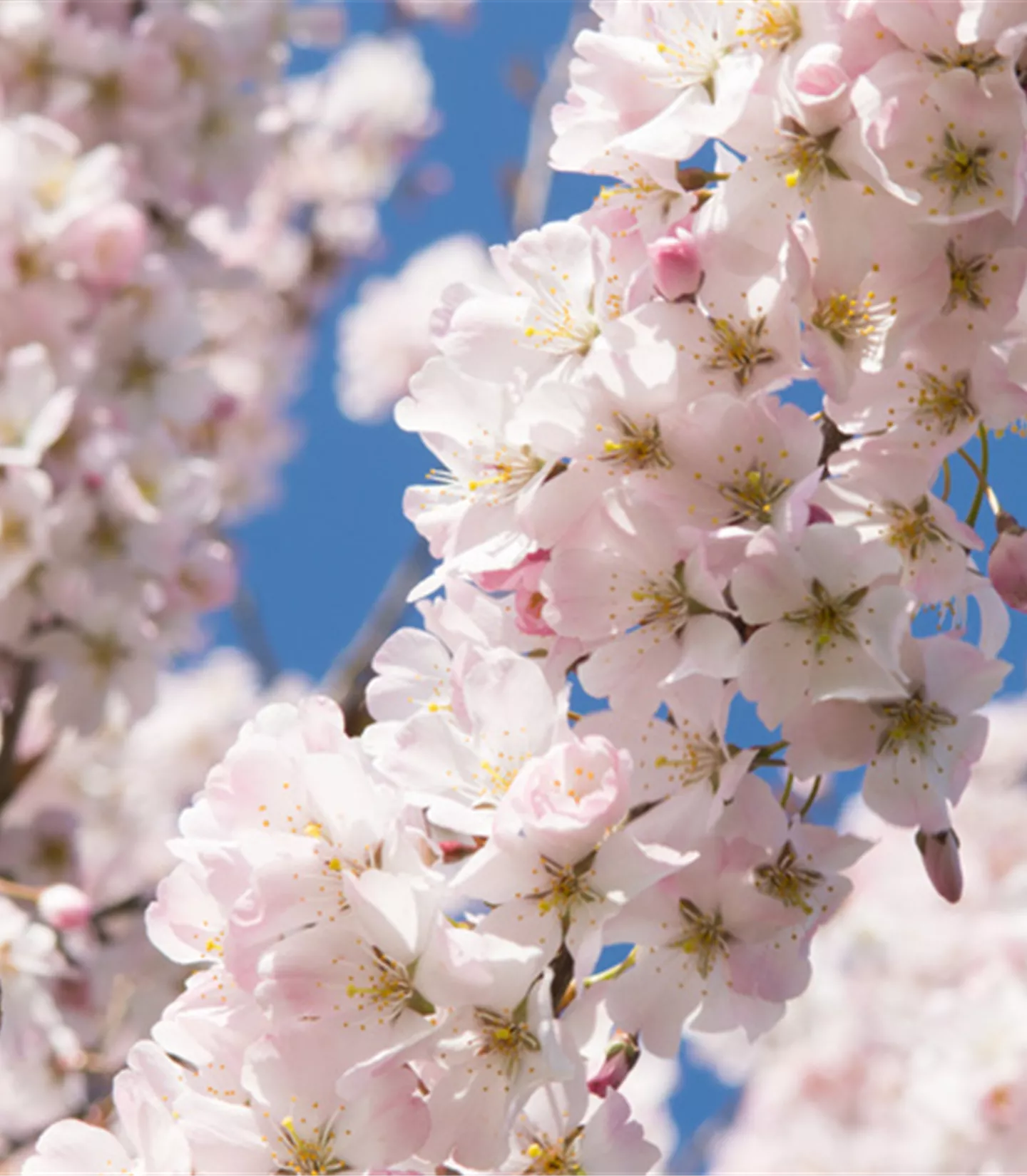 Prunus 'Pandora'