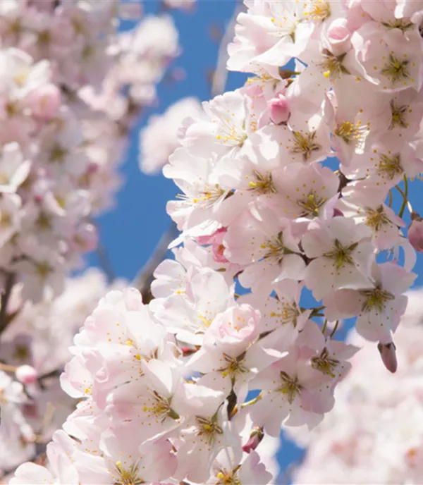 Prunus 'Pandora'