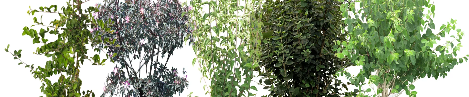 Bodendecker online kaufen | Bauer Baumschulen AG Bodendecker online kaufen | Bauer Baumschulen AG