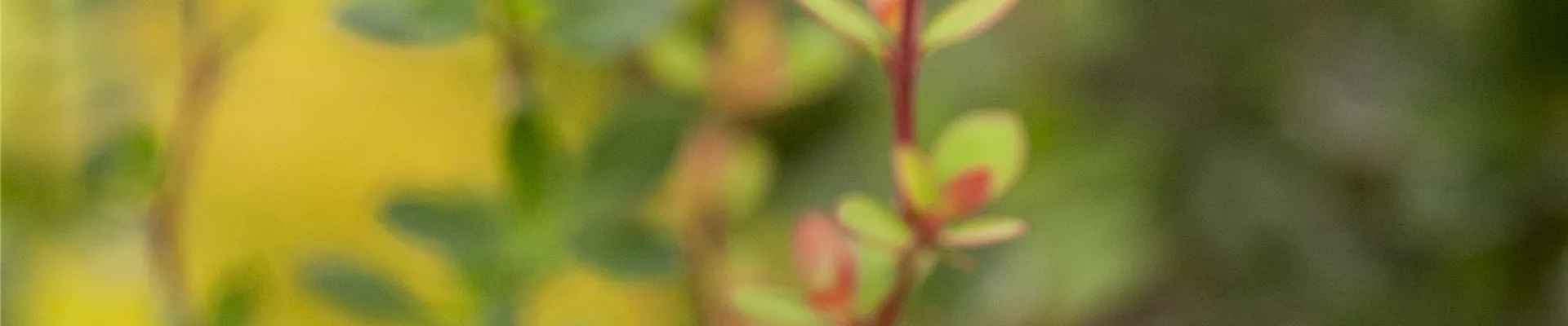 Bodendecker online kaufen | Bauer Baumschulen AG Bodendecker online kaufen | Bauer Baumschulen AG