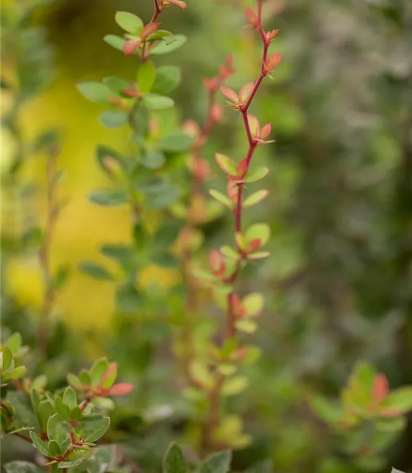 Berberis buxifolia 'Nana'